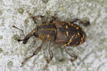 Snout beetle (Hylobius abietis) sitting on pine wood, macro photo.