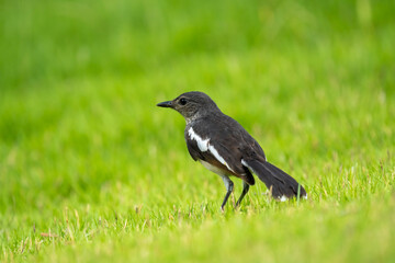 Fototapeta premium Close up of one small oriental magpie in a green environment