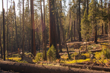 Autumnal natural landscape from Yosemite National Park, California, United States