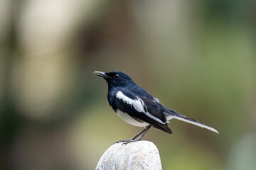 Fototapeta premium Close up of one small oriental magpie in a green environment