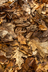 Laub Waldboden im Wald im Herbst