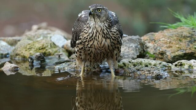Young female Northern goshawk drinking at a natural water point in an oak and pine forest in late afternoon light