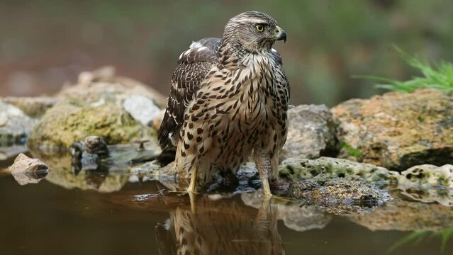 Young female Northern goshawk drinking at a natural water point in an oak and pine forest in late afternoon light