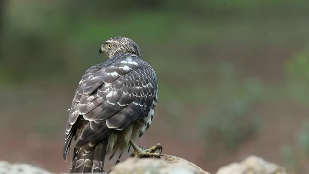 Young female Northern goshawk guarding freshly hunted prey in a pine and oak forest in late afternoon light
