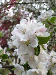 Obraz premium White spring flower. 