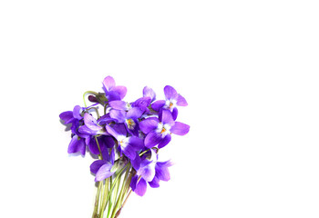 Fototapeta na wymiar Vioet flowers on white background, bouquet of wild viola in spring