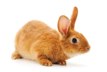 Obraz premium One red rabbit.