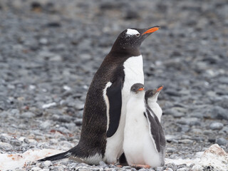 Gentoo penguin parent feeding chicks on the shores Brown Bluff, Antarctric Peninsula, Antarctica