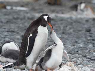 Gentoo penguin parent feeding chicks on the shores Brown Bluff, Antarctric Peninsula, Antarctica