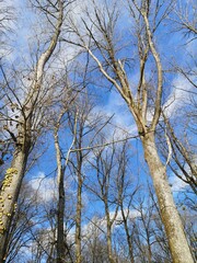 Winter trees