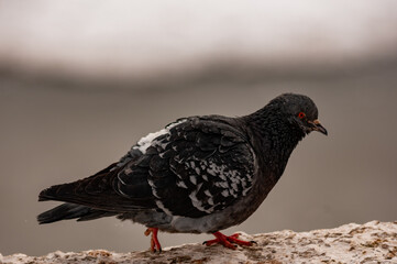 Pigeons on a frosty February day!