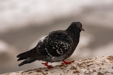 Pigeons on a frosty February day!