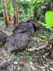 big giant stone rocks on the forest.