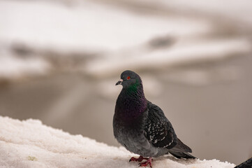 Obraz premium Pigeons on a frosty February day!