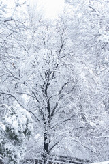 Winter snow scene in Moshan Scenic Area, East Lake, Wuhan, Hubei