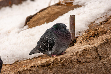Pigeons on a frosty winter day!