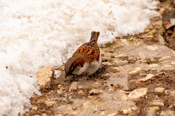 Sparrows in early spring on the waterfront!