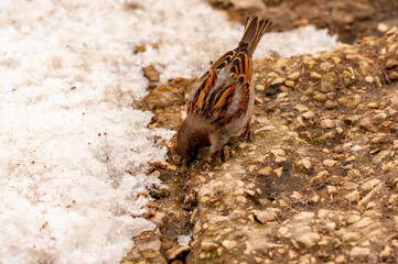 Sparrows in early spring on the waterfront!