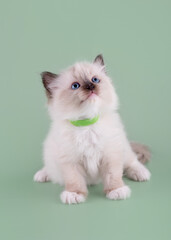 little  ragdoll kitten with blue eyes in green collar  sitting on a green background. High quality photo for card and calendar