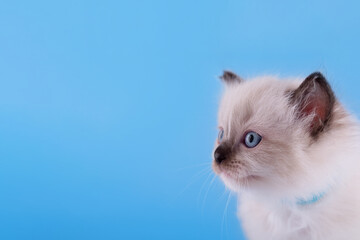 little  ragdoll kitten with blue eyes in blue collar  sitting on a blue background. High quality...