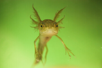 A newt larva stares into the camera 