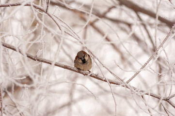 Sparrows in early spring on the waterfront!