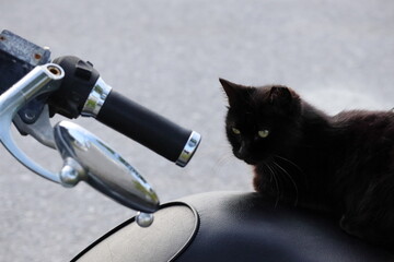 バイクのシートの上でくつろぐネコ