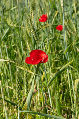 Red blooming poppy flowers among green ears of wheat closeup