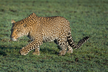 Leopard (panthera pardus) hunting across grass in Kenya