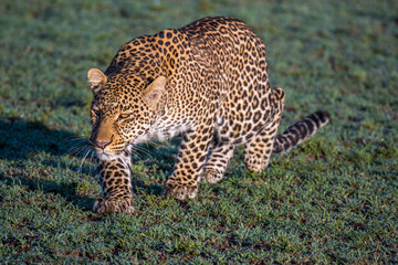 Fototapeta na wymiar Leopard (panthera pardus) hunting across grass in Kenya