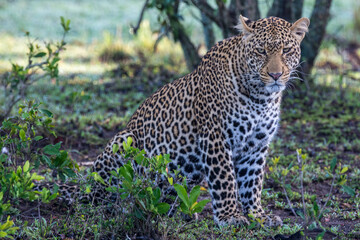 Portrait of a leopard (Pnthera pardus) sitting in shade of a tree in Kenya