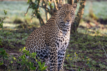 Portrait of a leopard (Pnthera pardus) sitting in shade of a tree in Kenya