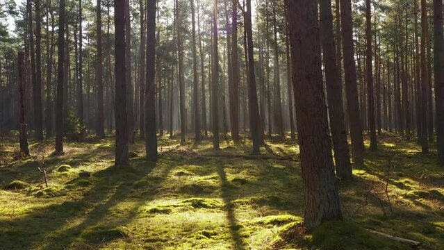 Through the forest. Sunlight though the forest. Tisvilde Hegn. 