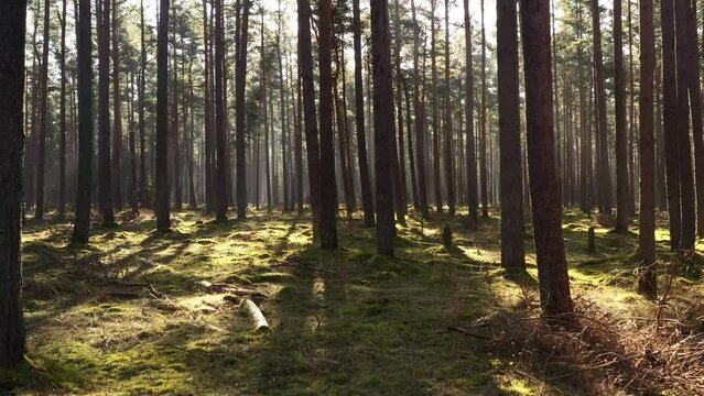 Through the forest. Sunlight though the forest. Tisvilde Hegn. 