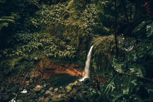 Unterwegs im Urwald, Wald, Natur, Grün, Dschungel, Azoren © Joris Machholz