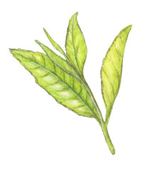 Fototapeta premium お茶の葉 茶葉 手描き