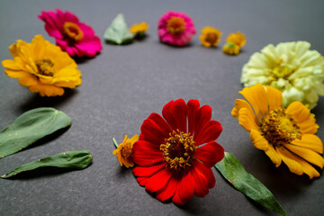 Colorful zinnia flower in flat lay arrangement on black background isolated. Flat lay, top view, empty space for copied text.