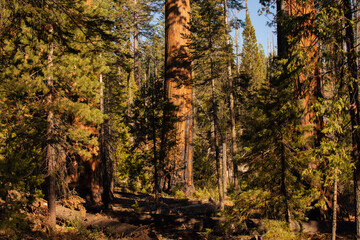 Autumnal natural landscape from Yosemite National Park, California, United States