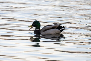 Domestic Duck  is crying on the pond