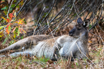 Kangaroo having a rest under the tree at Mount Lofty park during the autumn season, South Australia