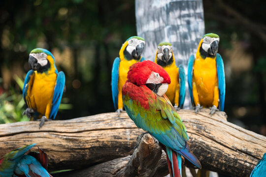colorful macaw parrot birds in zoo
