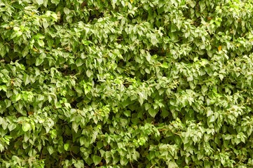 Texture of a multitude of green leaves of a climbing plant attached to a wall