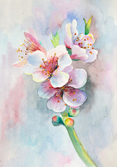 blossoming pear branch - 491029196