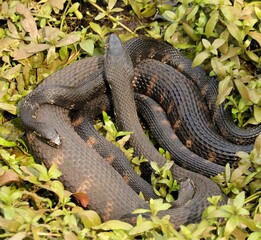 Water Snake Threesome Natural Two Dad Family