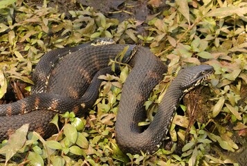 Water Snake Threesome Natural Two Dad Family