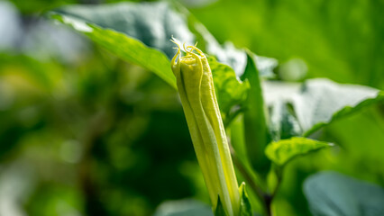 Datura wrightii, commonly known as sacred datura, is a poisonous perennial plant species and...
