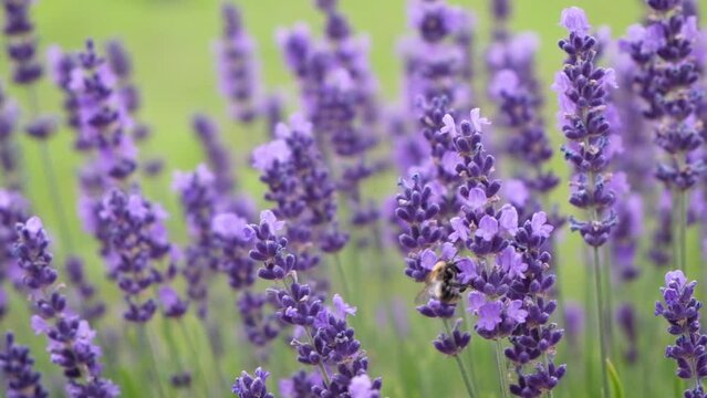 Insects pollinators of plants. Bumblebee collecting nectar on lavender flower. Close-up of lavender blooming on green background. Slow motion, selective focus. Violet color nature background.