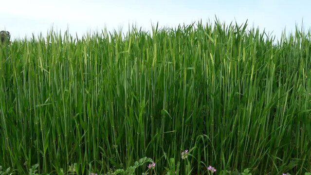 Barley and wheat field alongside wildflowers