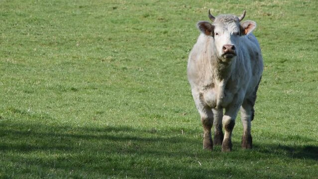 Landscape with a Charolais cow in the field in Burgundy (France)