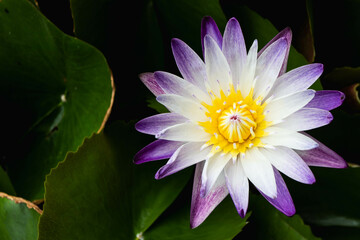 Purple and white lotus flower on green leave background.